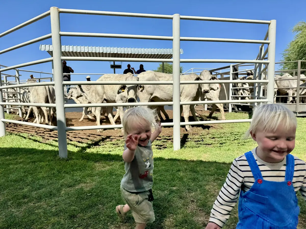 Cattle auction