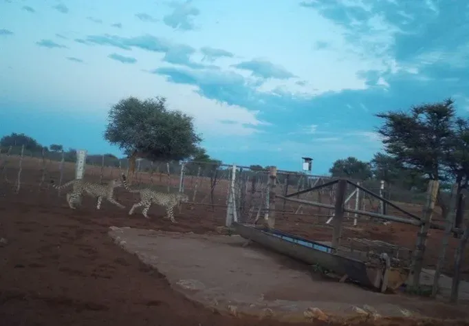 Cheetah at Ombe